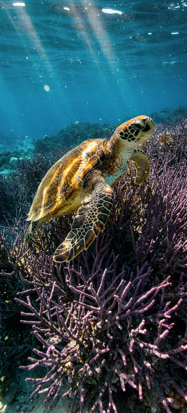 Hawksbill Turtle Tropical 4K