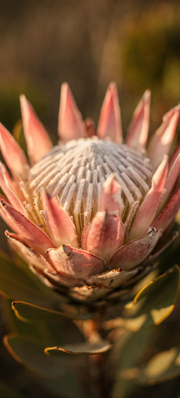 King Protea Macro Wallpaper