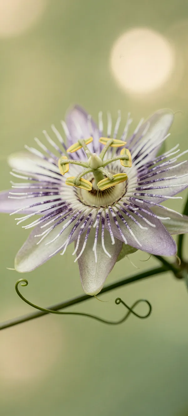 Macro Passionflower