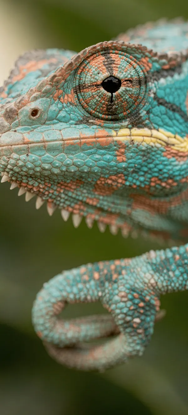 Panther Chameleon Macro Portrait