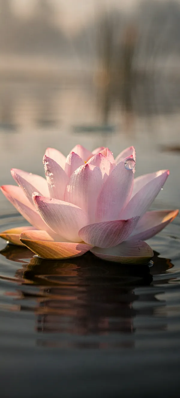 Pink Lotus Tropical Wallpaper