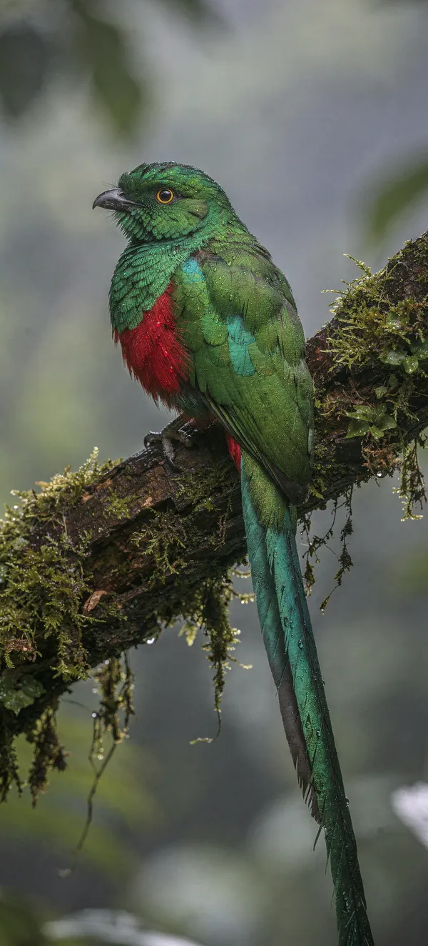 Resplendent Quetzal Tropical Bird