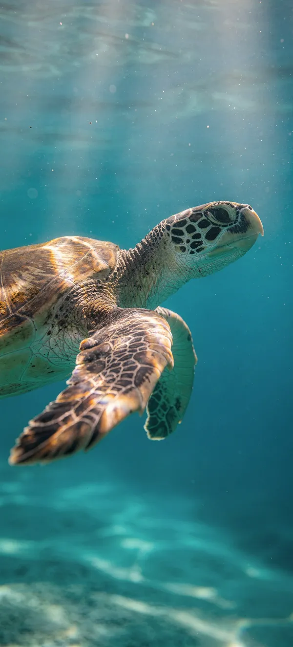 Tropical Sea Turtle