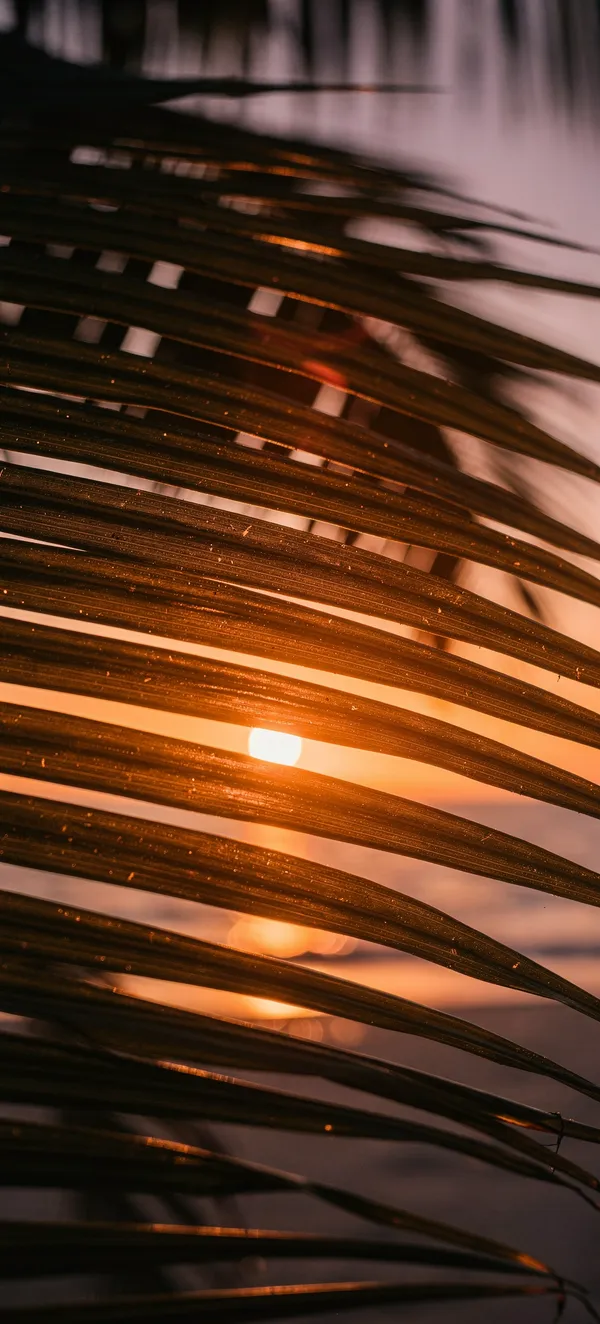 Tropical Sunset Palm