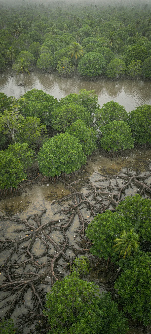 Tropical Mangrove Rain — Home screen