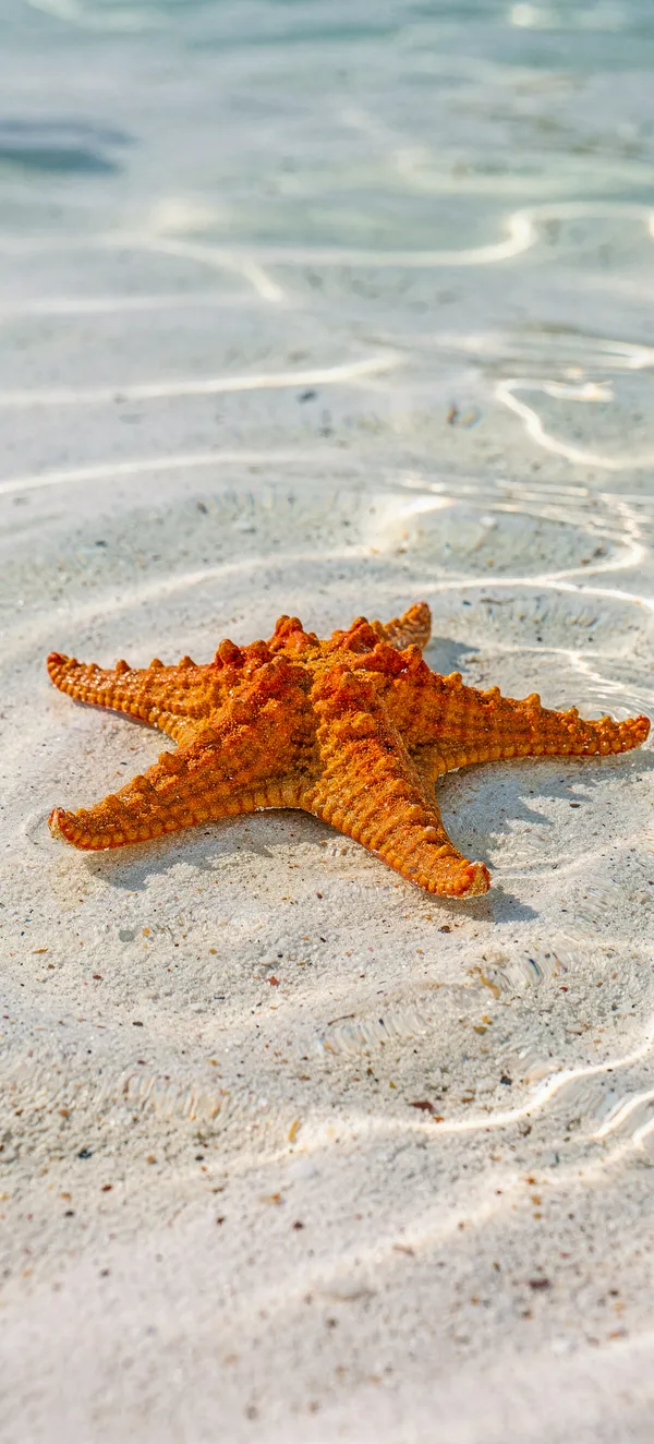 Tropical Starfish Shore