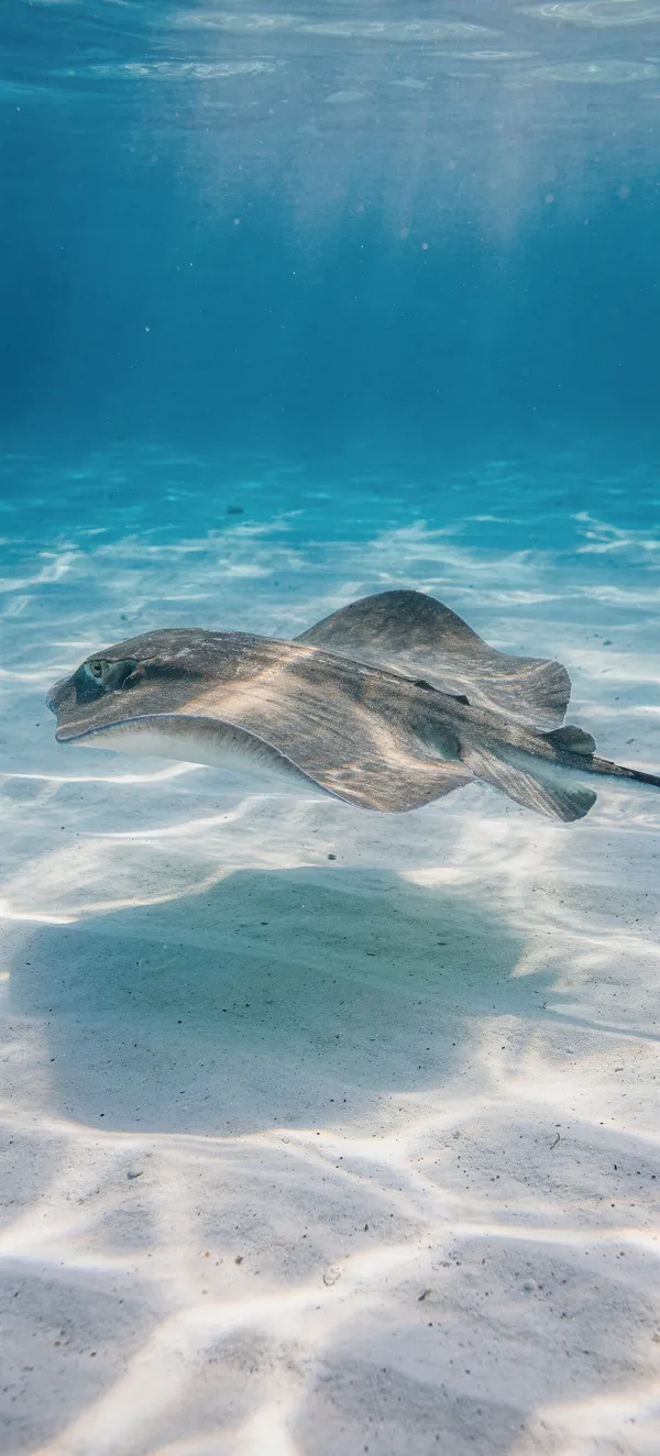 Tropical Stingray
