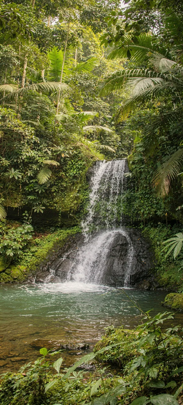 Tropical Waterfall Jungle Scene