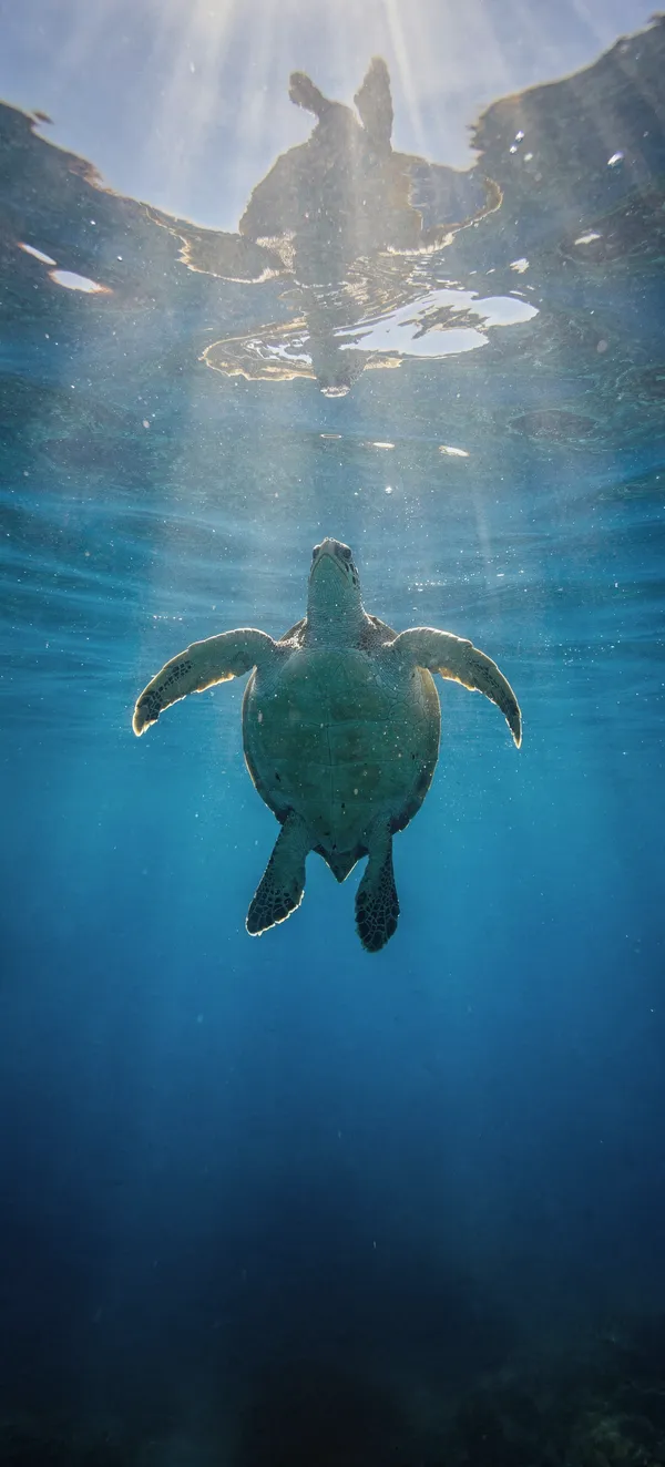 Turtle Ascending Through Sunbeams