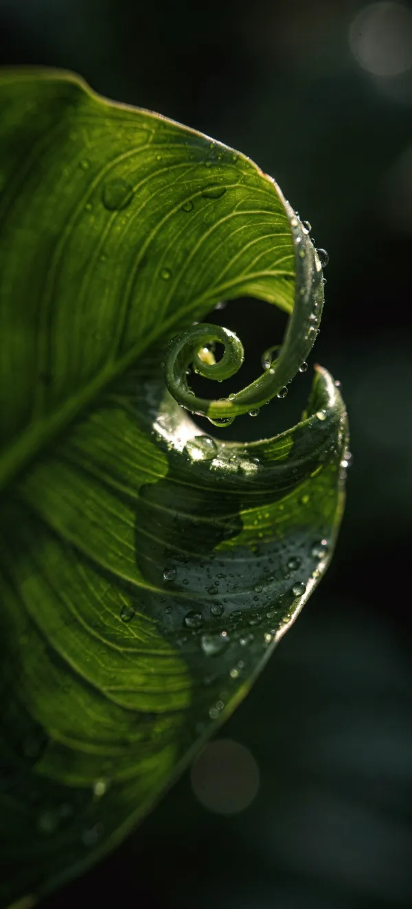 Unfurling Philodendron Leaf