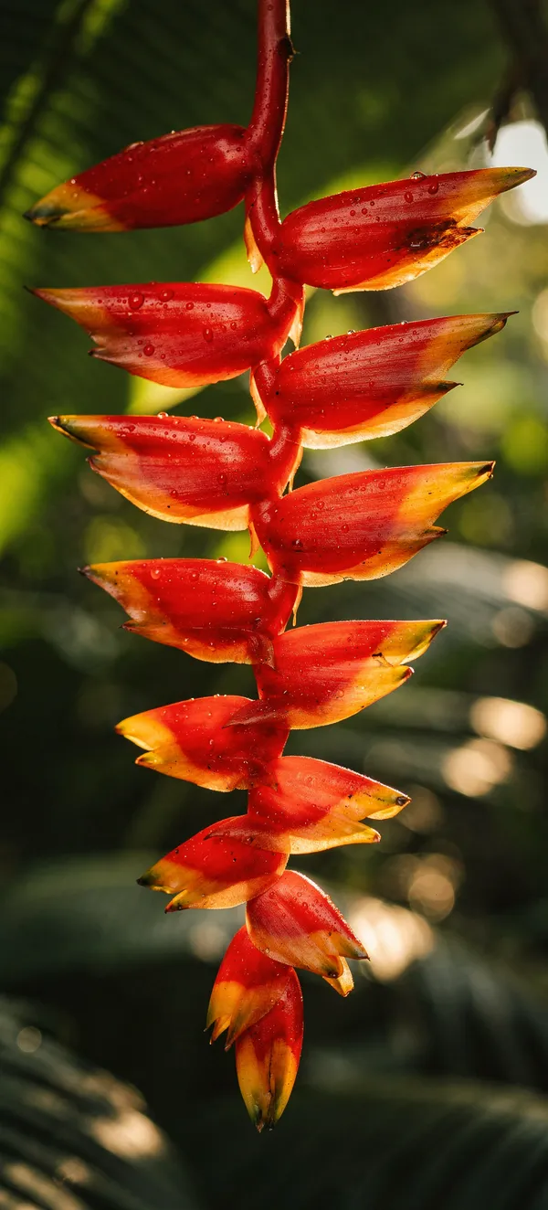 Vivid Red Heliconia Macro