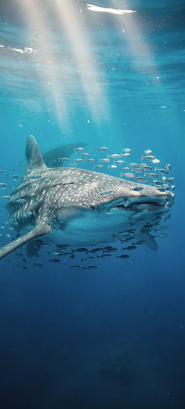 Whale Shark in Sunlit Waters