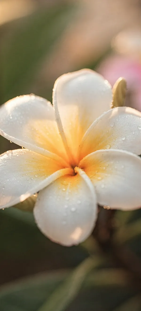 White Plumeria Bloom